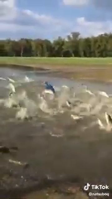 Рыба плескается смотреть онлайн