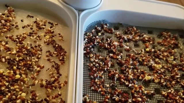 How to Grow AeroGarden Microgreens with the AeroGarden Microgreens Kit | Hydroponic Microgreens смотреть онлайн