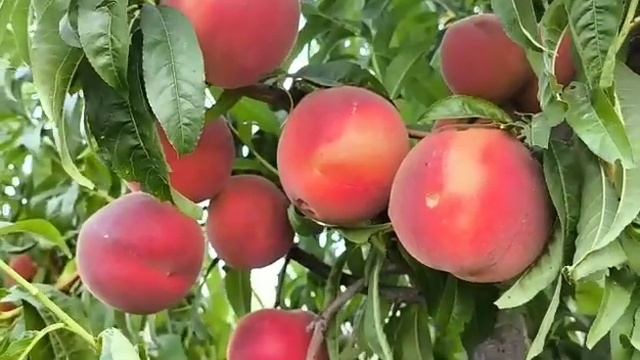 Персик Фіделія. Peach Fidelia. Дуже смачний сорт з білою м'якоттю смотреть онлайн