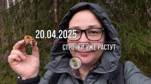 Съедобные строчки уже пошли, но они еще не гигантские).