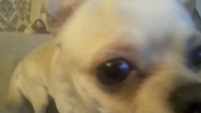 Как слушают музыку чихуа смотреть онлайн