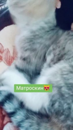 Нагулялся😅
⠀
#люблюкошек #AlinaKlyukva #кареглазаяблондинка #юмор #серыйкот #позер