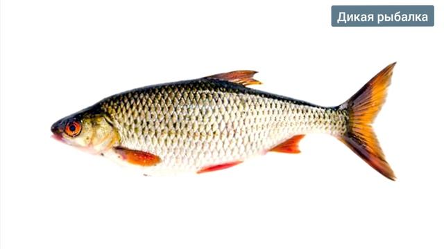 20 САМЫЕ ИЗВЕСТНЫЕ ПРЕСНОВОДНЫЕ РЫБЫ 🐠🐋🐟