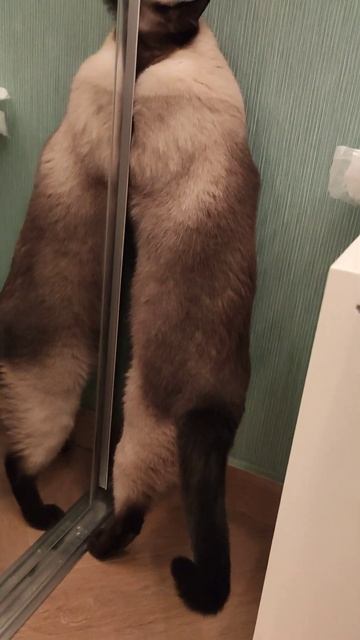 Cat opens sliding door