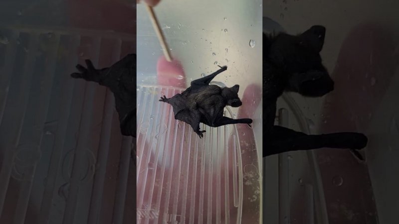Спасаем летучую мышь от муравья