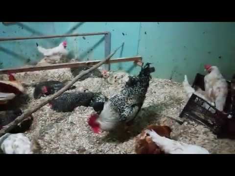 Мои курочки и прогулка к реке! смотреть онлайн