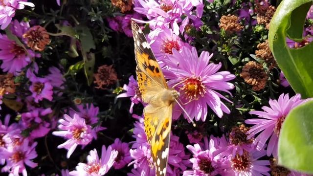 Motýlie maškrtenie | Butterflies on flowers смотреть онлайн