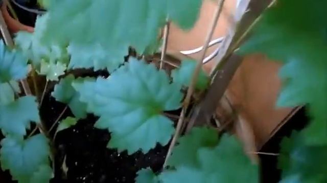 Петунии мои цветут, но я думала не дождусь, так как завелась черная мошка и все хотела выбросить. смотреть онлайн