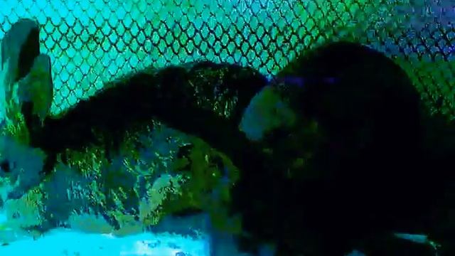 ЗЛУЧКА КРОЛІВ смотреть онлайн