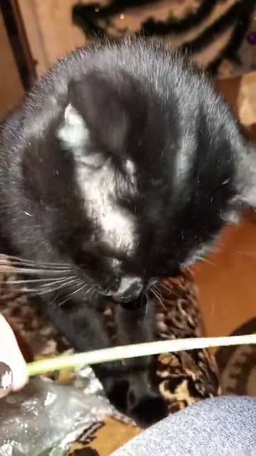 Квартирным котикам рекомендуется🌱🌱🌱