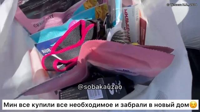 Мия из приюта «Щербинка» уехала домой! Проект Собака Юзао