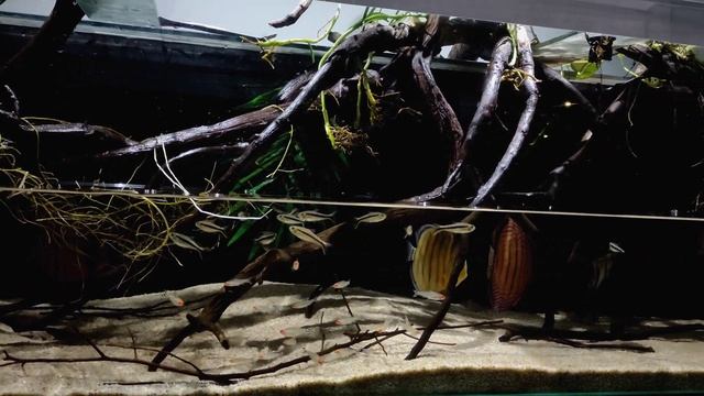 WILD DISCUS TANK - WATERCHANGE 🚾 & SCHOOLING RUMMY NOSE TETRA смотреть онлайн