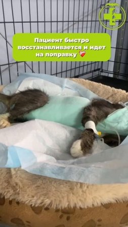 История Китайца