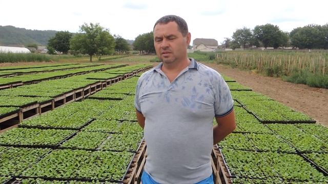 Фермер В. Петрушко займається овочами з 2000 року смотреть онлайн