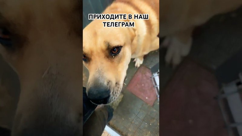 Спасибо за поддержку #приютхвостатоесчастье
