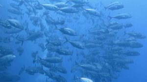 Diving in the Philippines with Tropical divers