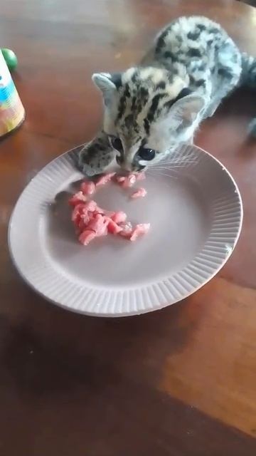 Маленький оцелот ест мясо.♥️#каракал #caracal #cute #caracat #сервал #cat #serval #оцелот смотреть онлайн