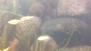 Scissor tail rasboras