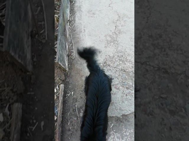 Вот и всё, паводок 17.04.2019 на речушке Ашкадар подходит к завершению. Немного про огород... смотреть онлайн