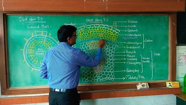 "DICOT STEM" internal structure Class 11 || NEET | AIIMS || смотреть онлайн