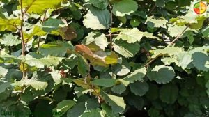 Фундук Трапезунд урожай ломает ветки