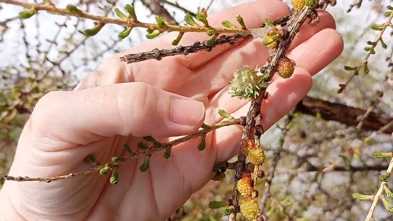 Урал - зона рискованного земледелия смотреть онлайн