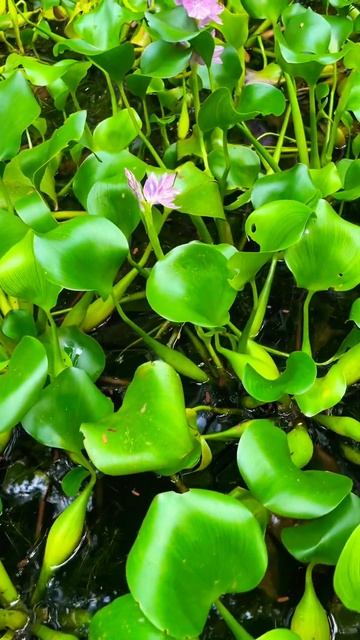 Pond w/ Water Hyacinth #nature #travel #facts #fact #naturelovers #plants #plantlife #garden смотреть онлайн