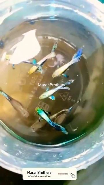 ,PURPLE MOSAIC BIG EAR #shorts #guppy #guppyfish #fishing
