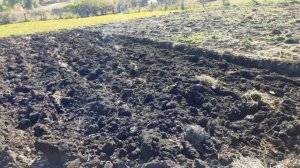 ЛТЗ 55 вспашка огорода.Плуг ПЛН 3-30.