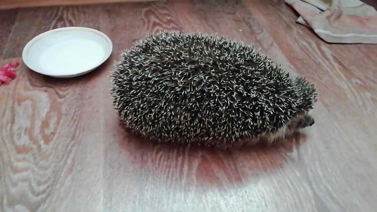 Нашла ежа в крыжовнике ))) смотреть онлайн