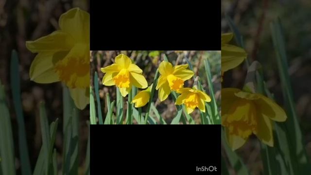 21-04-2025 21 апреля. Утренняя цветочная прогулка Красота необыкновенная. люблю весну)
