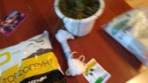 Эксперимент с лимоном. Использование достижений агрокультуры, моего состава бактерий. #микориза