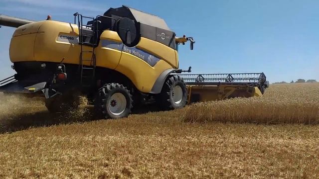 Sklizeň pšenice ozimé | New Holland CX 8080 & MAN TGS 26.400 смотреть онлайн