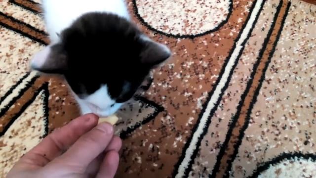 Коты и картофан смотреть онлайн