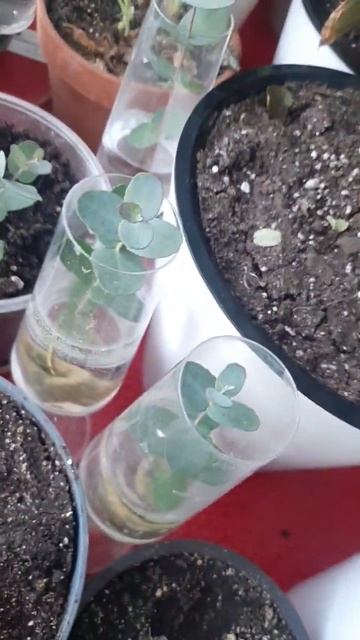 делитесь опытом с комнатными растениями давайте дружить смотреть онлайн