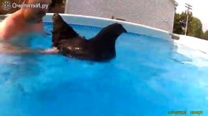 Умеет ли курица плавать