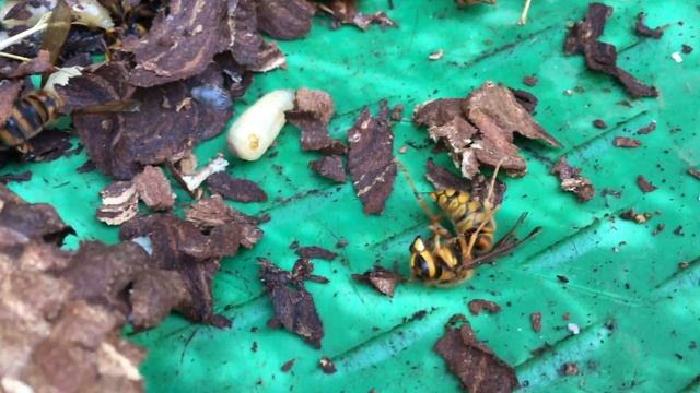 【4K】キイロスズメバチ VESPA SIMILLIMA　弱った成体と幼虫 смотреть онлайн