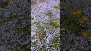 Шиловидный флокс Emerald Cushion Blue