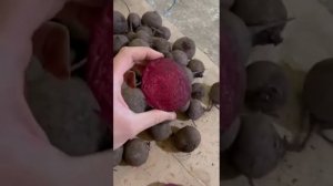 Свекла Кестрел