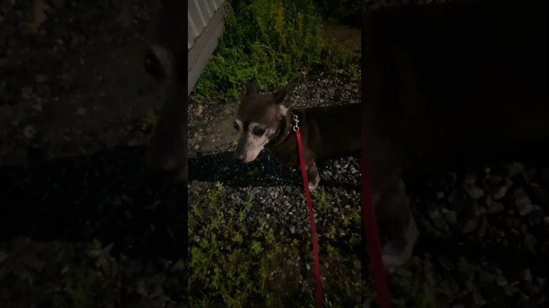 Dog’s #помощьбездомнымживотным #приютдляживотных #приютхвостатоесчастье #взятьсобакуизприюта