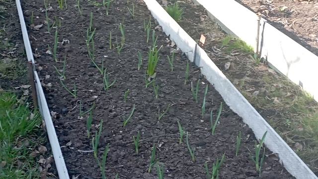 🌺🌺🌺Дачные дела 🌺🌺🌺
Открыли дачный сезон.