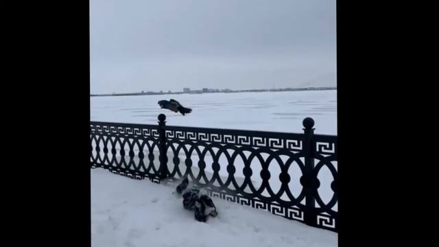 Арчи и просто птица