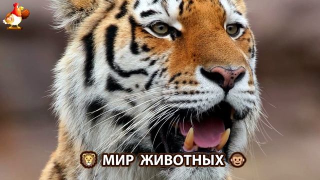 Животный мир планеты – красота и грация созданий Природы 🦁🦚🐵 Выпуск (23) 🐻🦉🦝