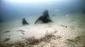 КРУПНАЯ ЩУКА МАМКА НАД ЗАТОПЛЕННЫМ ЛЕСОМ! Рыбалка на мормышку