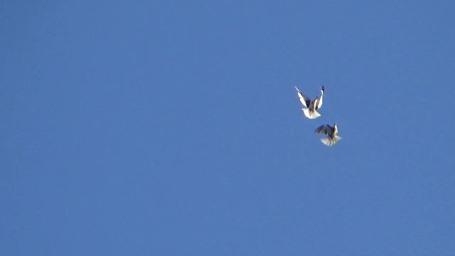 Cерпастые голуби 04.06.23г.С праздником. смотреть онлайн