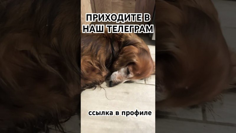 Доброе утречко. Спасибо за поддержку #приютхвостатоесчастье