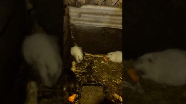 Нутрии кушают тыкву