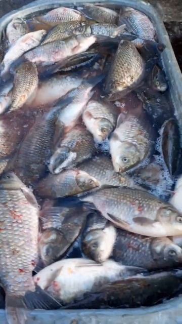 Рыбный рынок(г.Балашов) #живаярыба #рыба #рынок #fish #bigfish #залетит #ранчо #карп #щука #амур смотреть онлайн