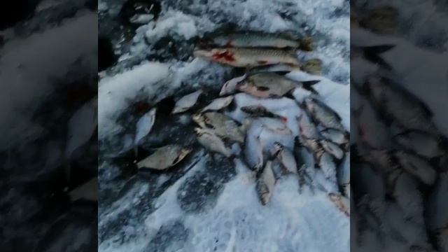 Зимняя рыбалка Подмосковье смотреть онлайн