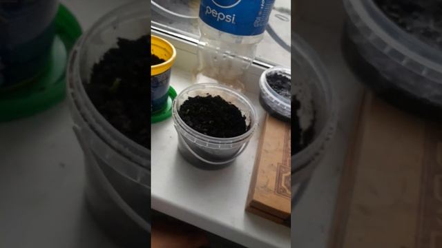 как вырастить манго смотреть онлайн